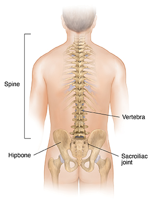 Spinal Display